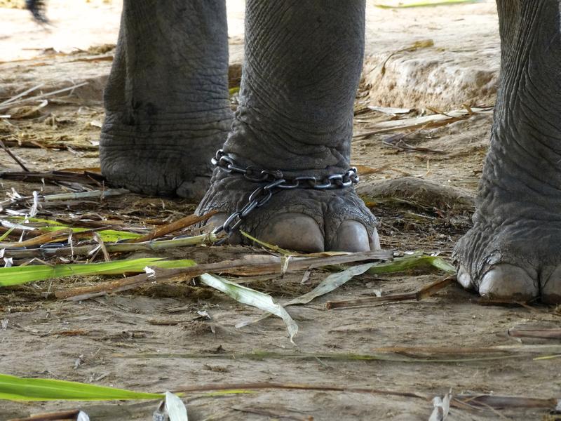 Elephants chained at a ca...