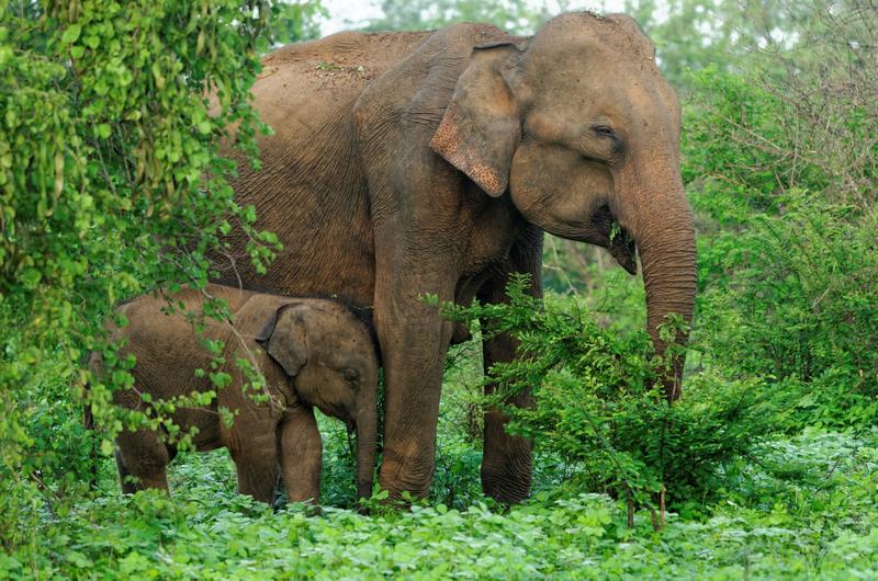 Wild asian elephants in U...
