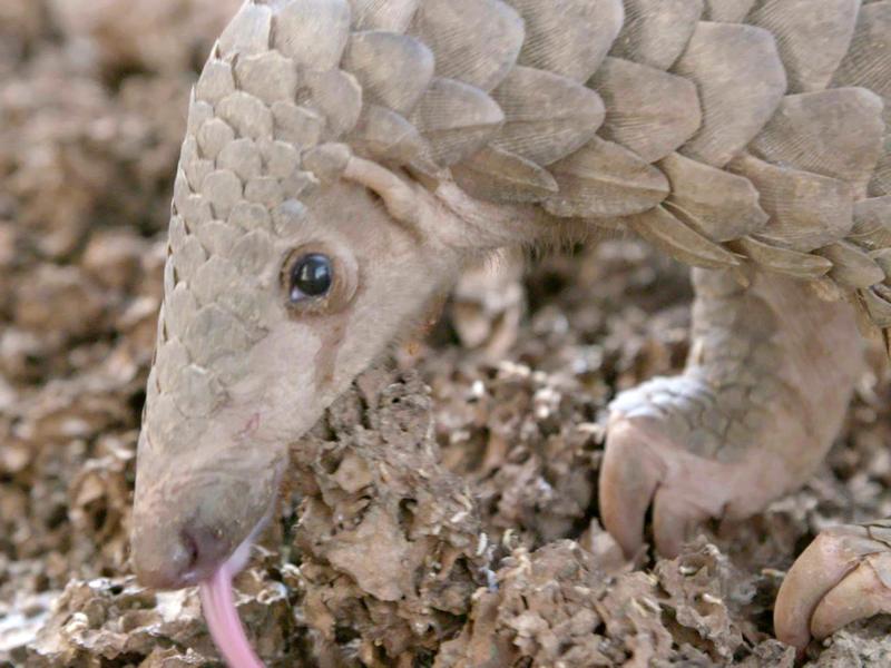 A pangolin forages for te...