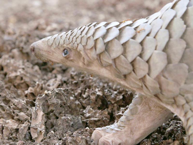 A pangolin forages for te...