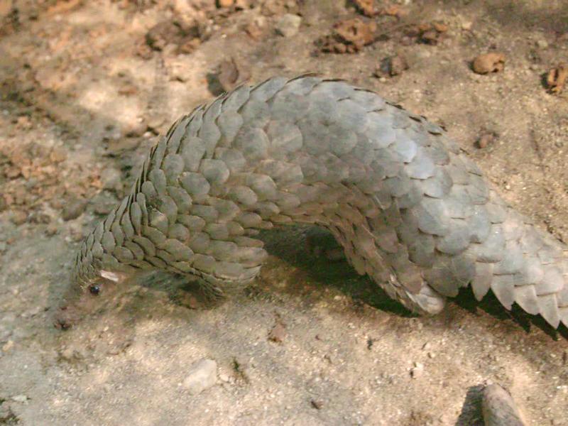A rescued pangolin forage...