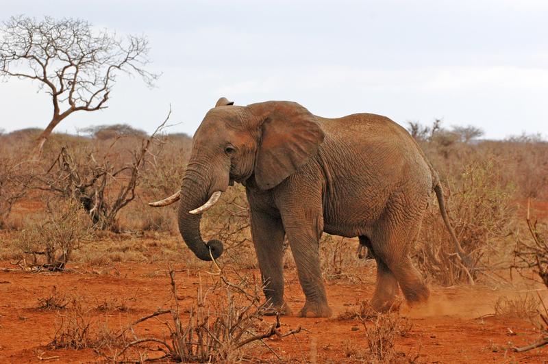 A wild elephant in Tsavo ...