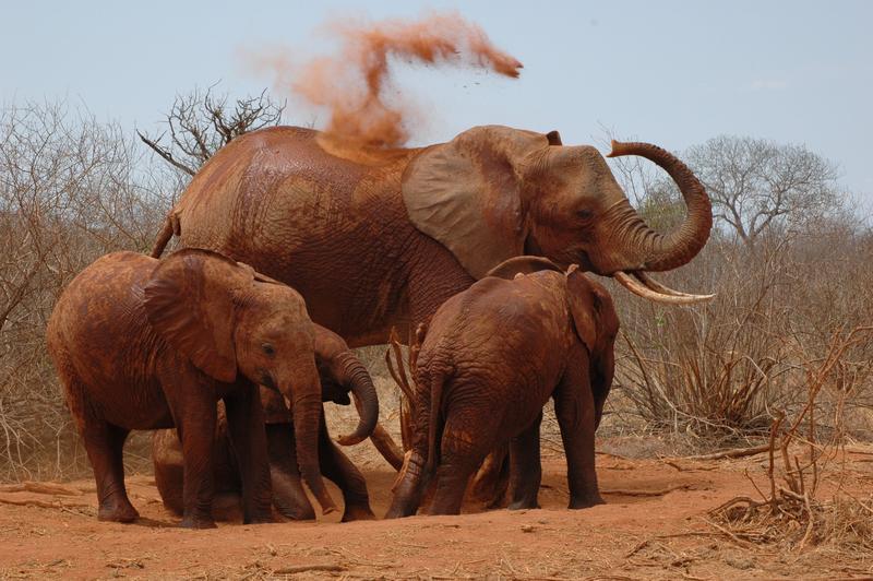 Wild elephants in Tsavo E...