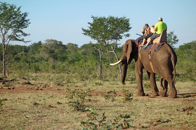 An elephant carries a mah...
