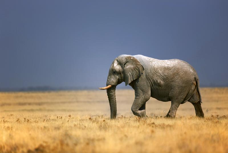 An elephant bull walking ...