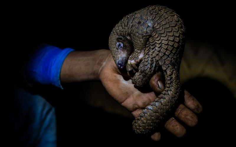 Valuable scales: Pangolin...
