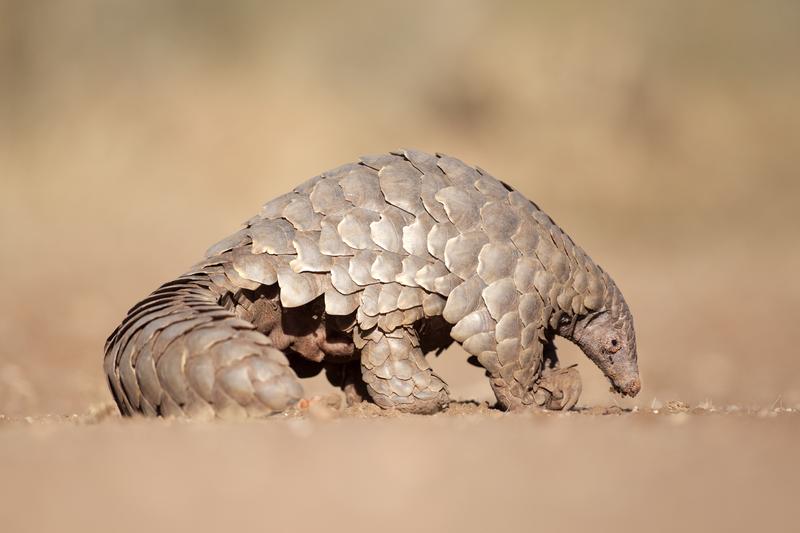 Pangolins are now conside...